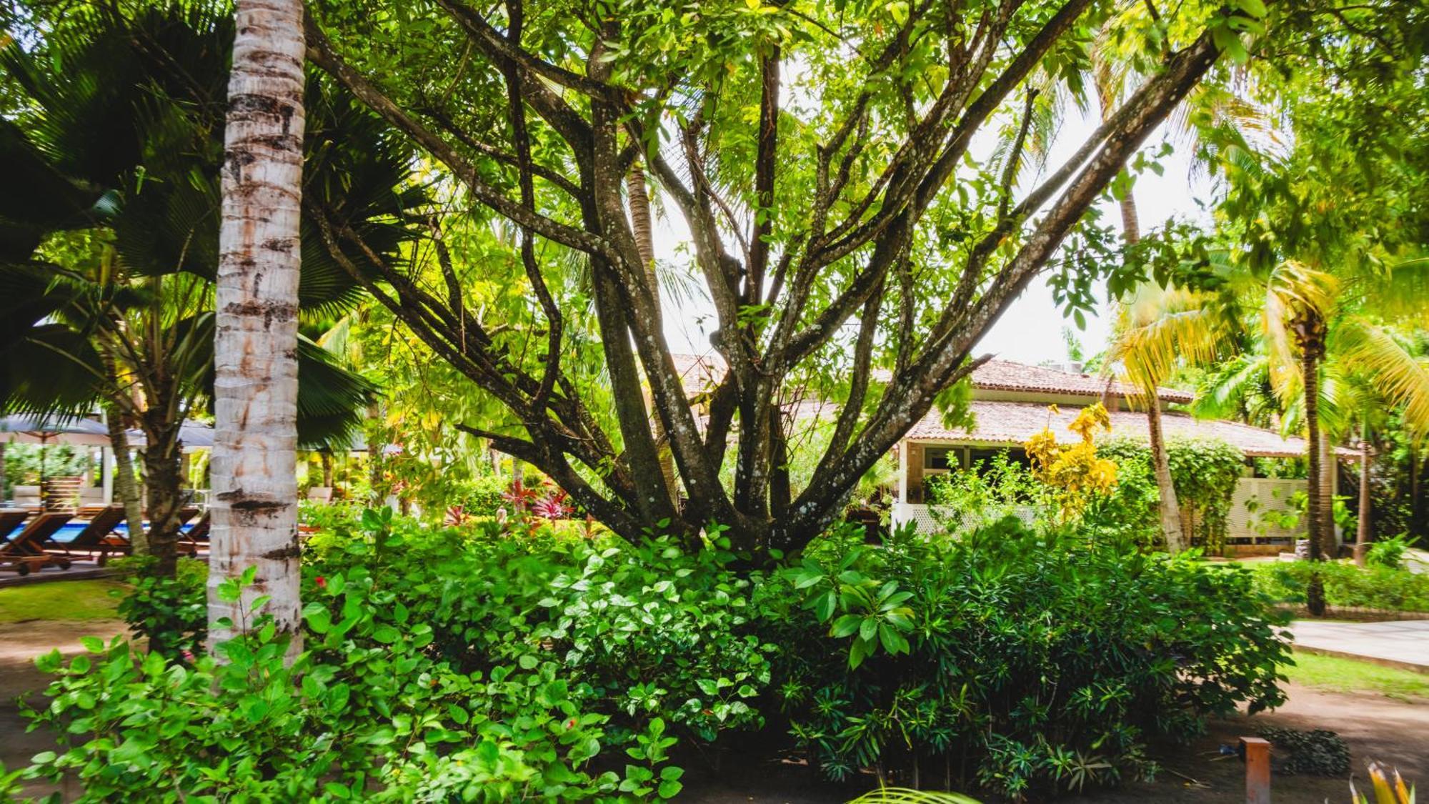 فندق Casa Acayu São Miguel dos Milagres المظهر الخارجي الصورة
